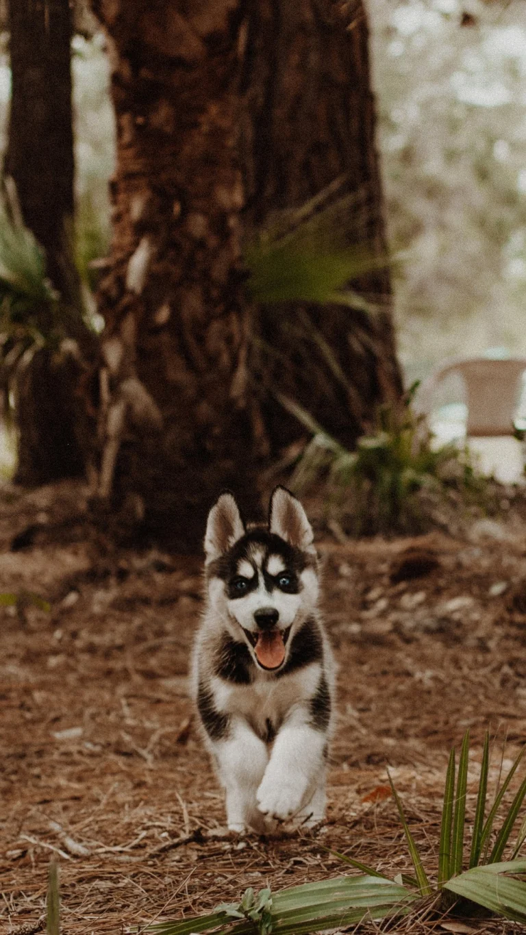 a husky puppy running along a forest trail, cute, dogs, forest, forests, husky, palm trees, puppies, smiles, animals, fauna