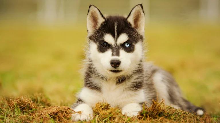 a siberian husky puppy with different-colored eyes on the lawn, cute, dogs, herb, herbs, lawns, husky, look, views, glance, animals, fauna