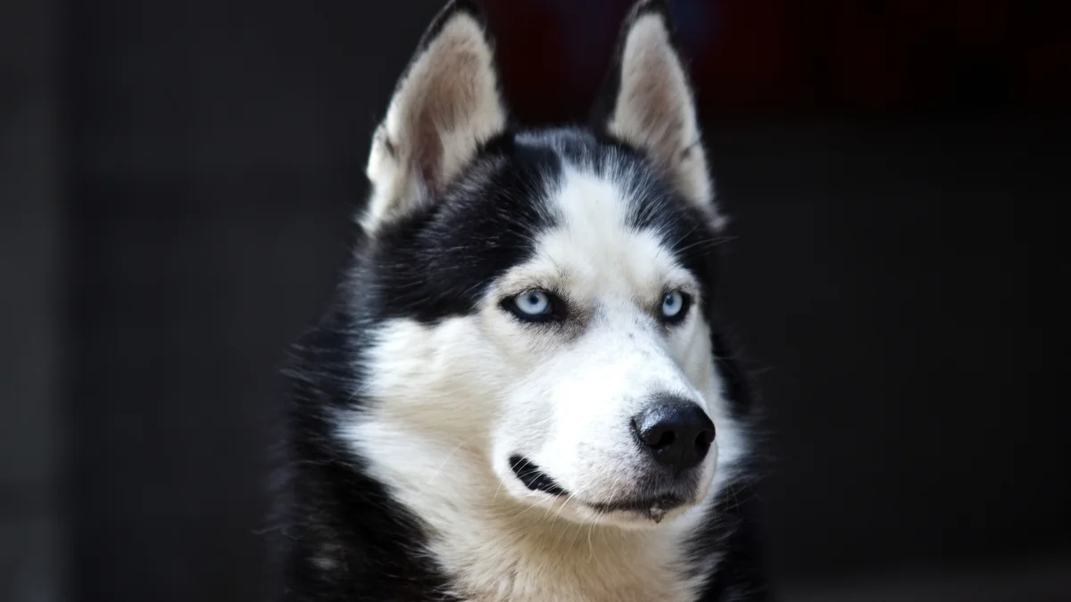 The gaze of a blue-eyed Siberian husky