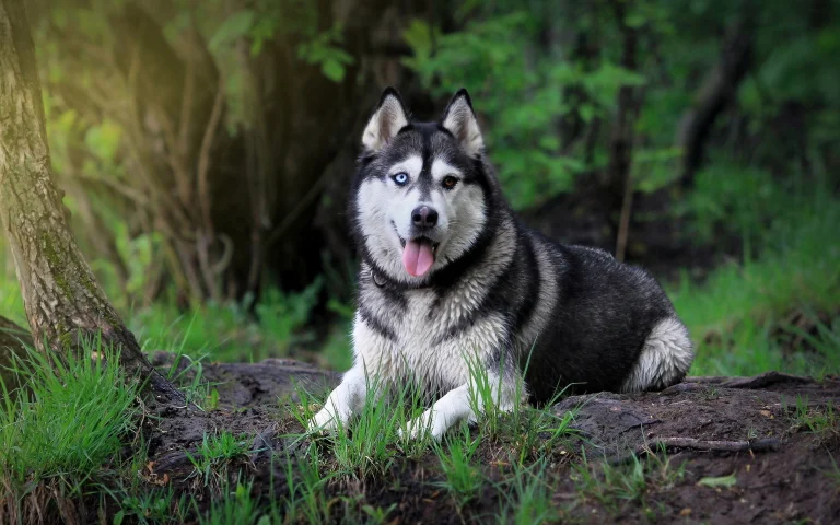 a siberian husky with different-colored eyes in the forest, dogs, earth, forest, forests, herb, herbs, lawns, husky, trees, animals, fauna