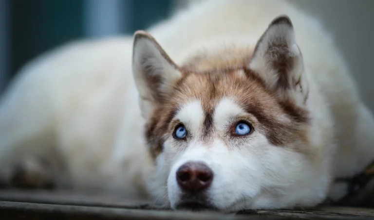 a white-and-red husky with piercing blue eyes, dogs, husky, look, views, glance, wild animals, fauna, animals