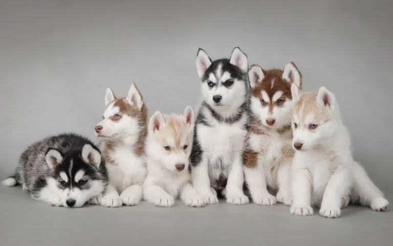 six husky puppies against a gray background, cute, dogs, husky, puppies, animals, fauna