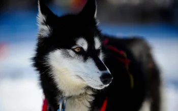 погляд сибірського хаскі на тлі зимового дня, зима, зими, погляди, погляд, сніг, сніга, собаки, хаски, тварини, фауна