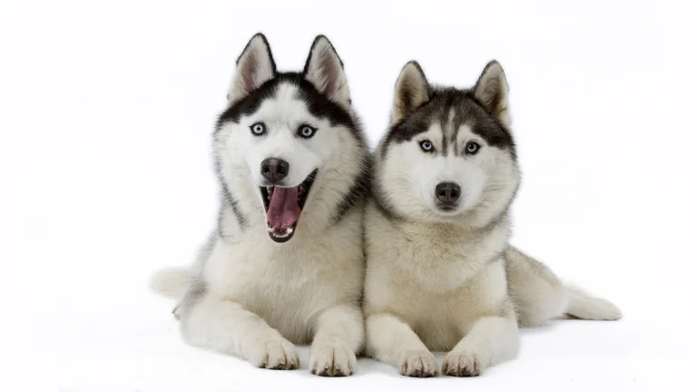 two siberian huskies against a white background, dogs, husky, look, views, glance, smiles, animals, fauna