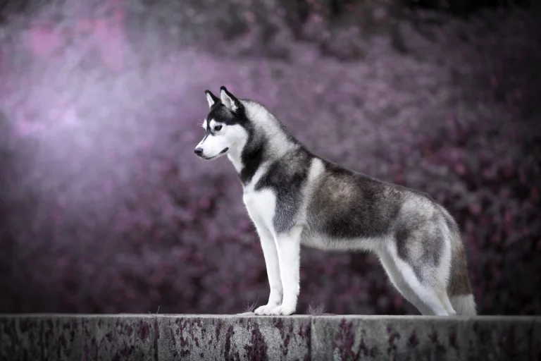a siberian husky against a backdrop of purple foliage, dogs, husky, leaves, foliage, leafage, frondage, look, views, glance, animals, fauna