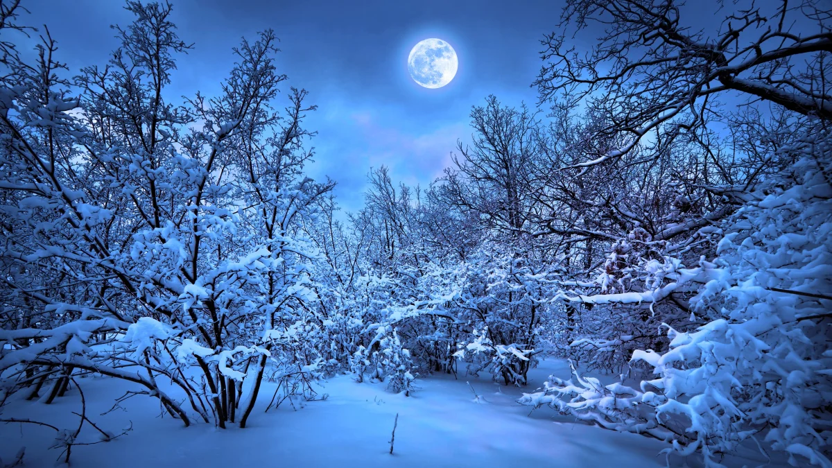 A full moon over a snow-covered forest