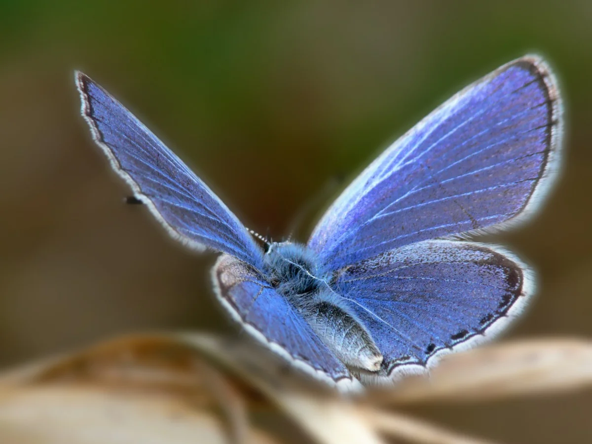A blue butterfly on dry grass