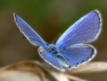 A blue butterfly on dry grass