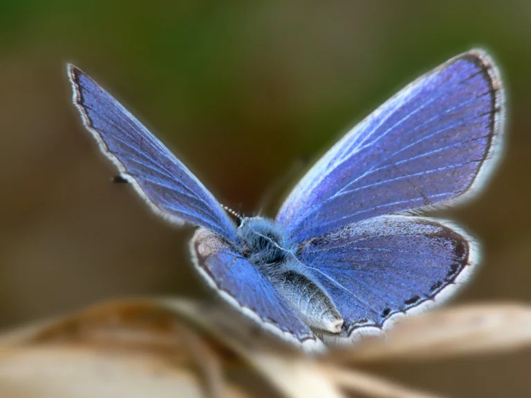 A blue butterfly on dry grass