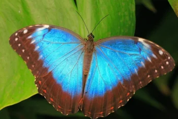 A bright blue Morpho butterfly on a green leaf