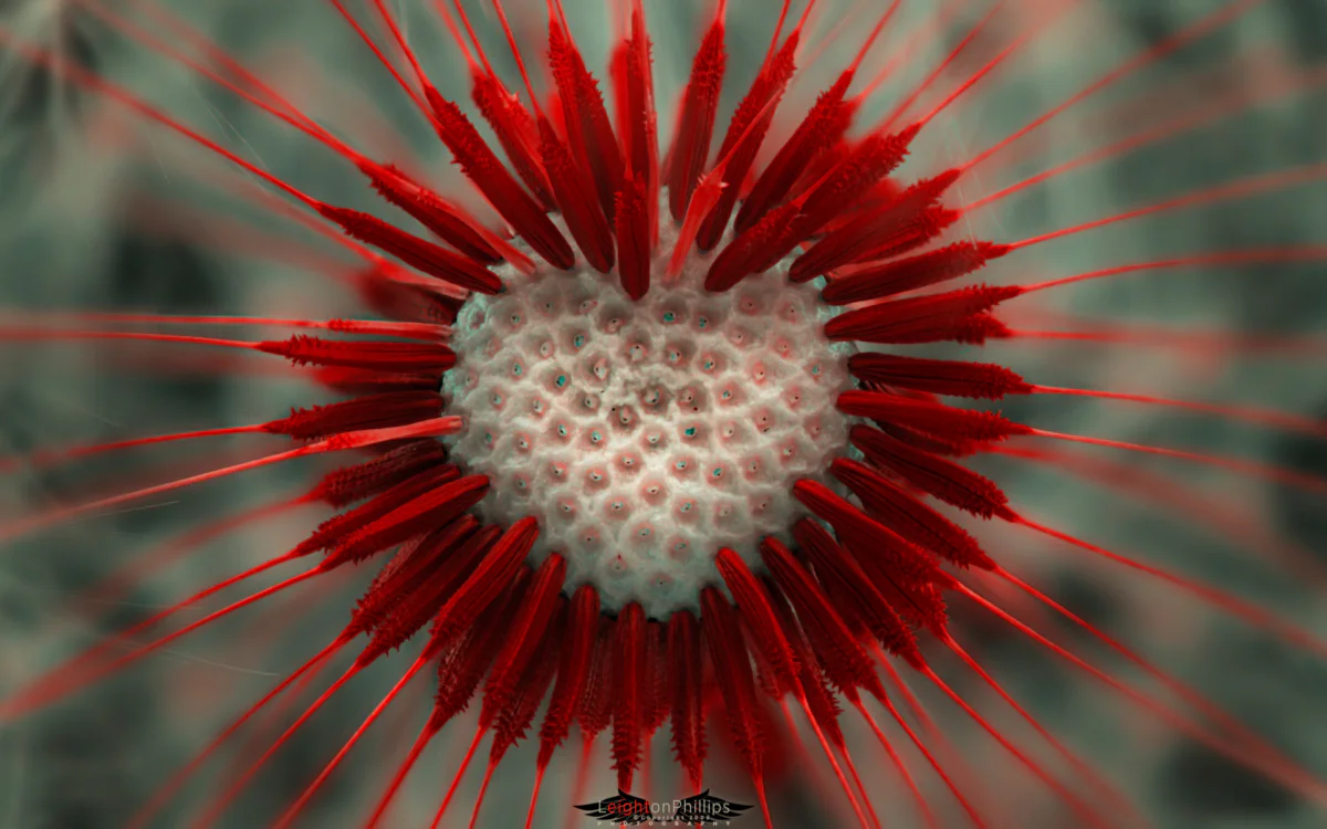 Close-up of dandelion seeds with red accents
