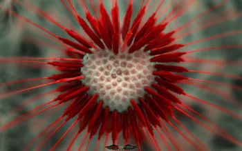Close-up of dandelion seeds with red accents