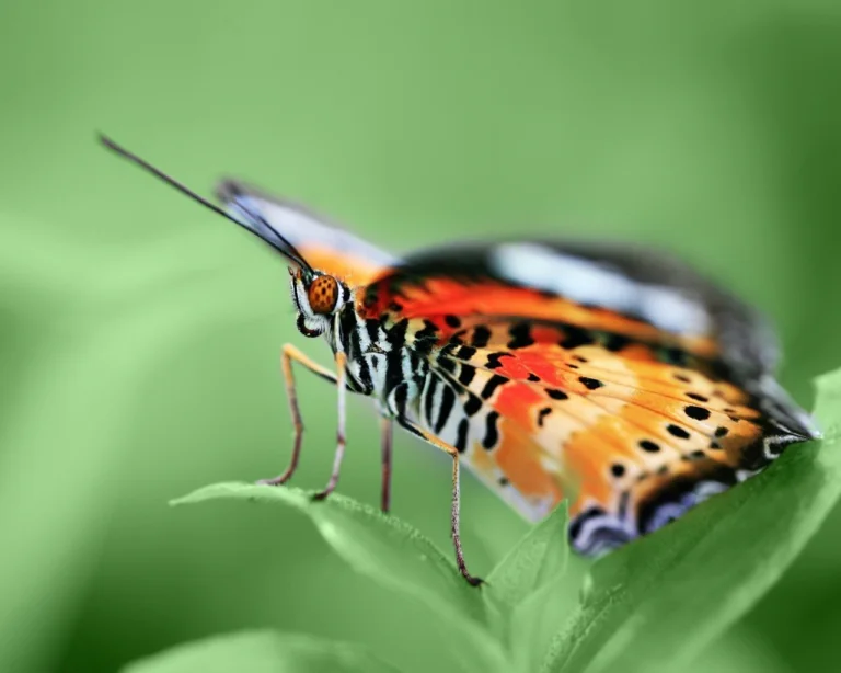 A bright butterfly on a green leaf