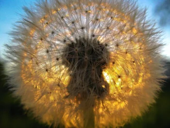 The golden glow of a dandelion in the rays of the setting sun