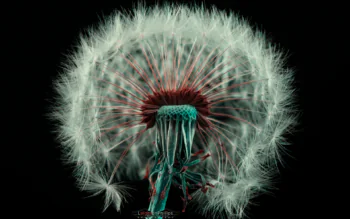 A dandelion in close-up against a deep black background