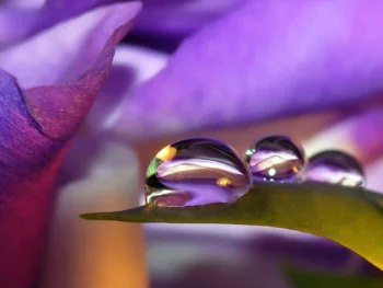Dewdrops on the petal of a purple flower