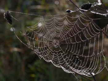 A spiderweb with dewdrops on the dry stems of plants