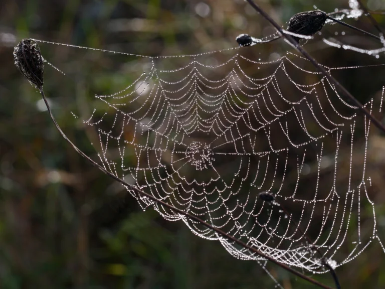 A spiderweb with dewdrops on the dry stems of plants