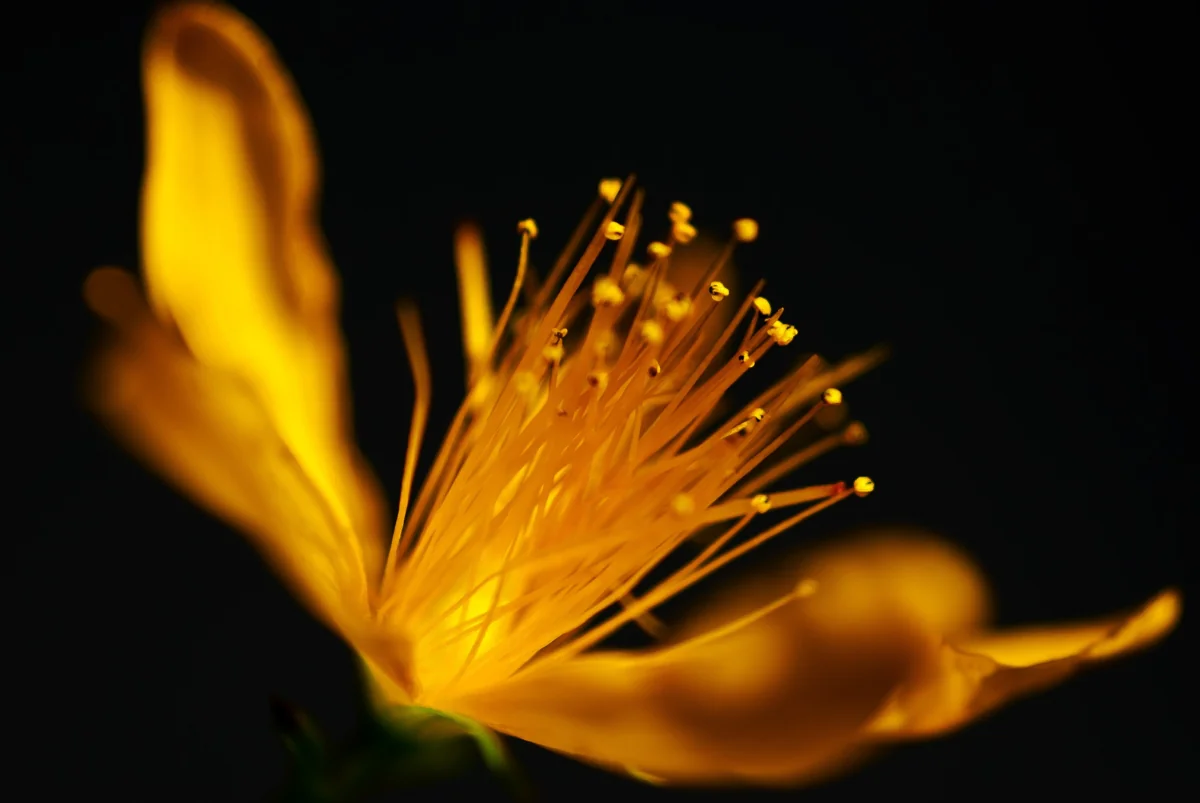 A bright yellow St. John's wort flower against a dark background