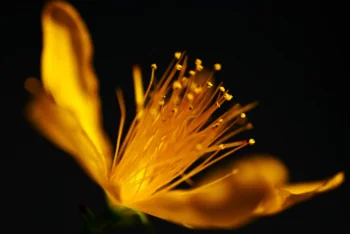 A bright yellow St. John's wort flower against a dark background