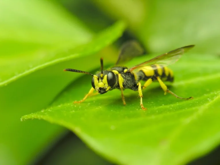 A wasp on a bright green leaf