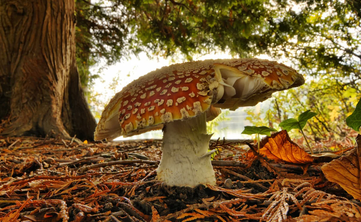 A fly agaric in the glow of backlight in an autumn forest