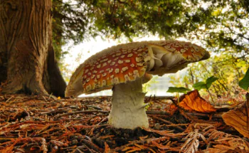 A fly agaric in the glow of backlight in an autumn forest