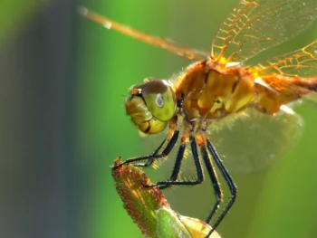 A dragonfly on a green leaf in the sunlight