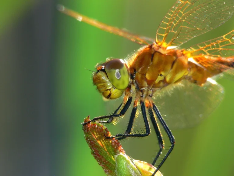 A dragonfly on a green leaf in the sunlight