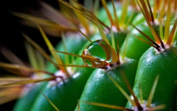 A drop of water on the spines of a green cactus