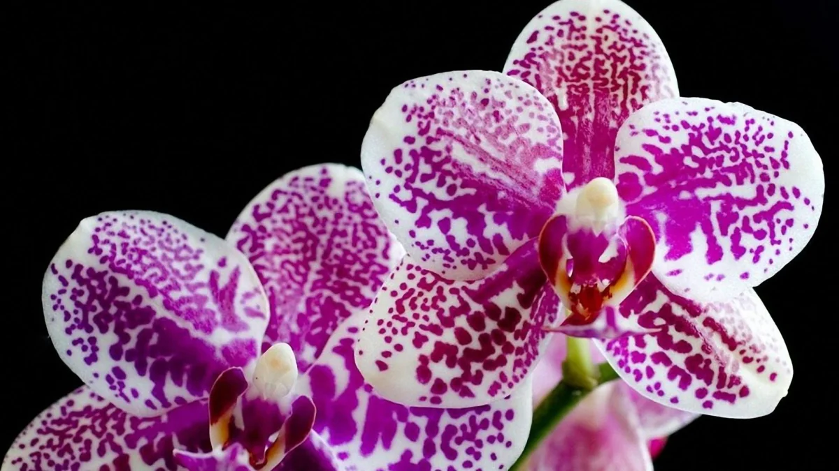Spotted petals of a Phalaenopsis orchid against a dark background