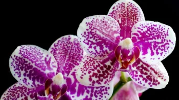 Spotted petals of a Phalaenopsis orchid against a dark background