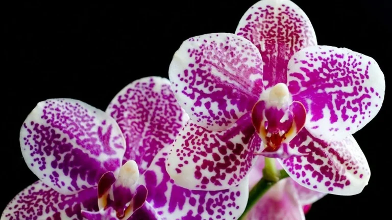 Spotted petals of a Phalaenopsis orchid against a dark background