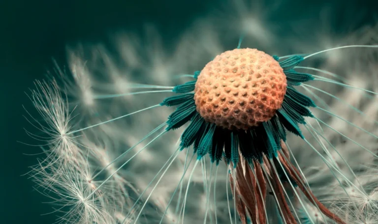 Dandelion Seeds in Soft Light
