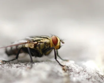 A housefly in close-up under natural light