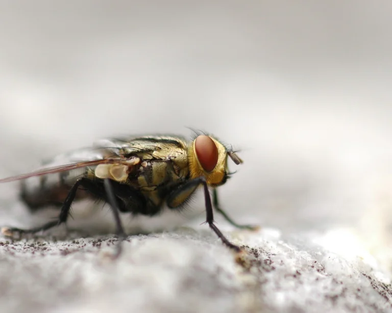 A housefly in close-up under natural light