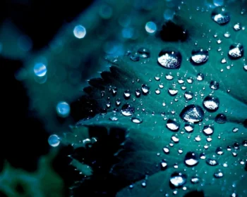 Shimmering dewdrops on an emerald leaf