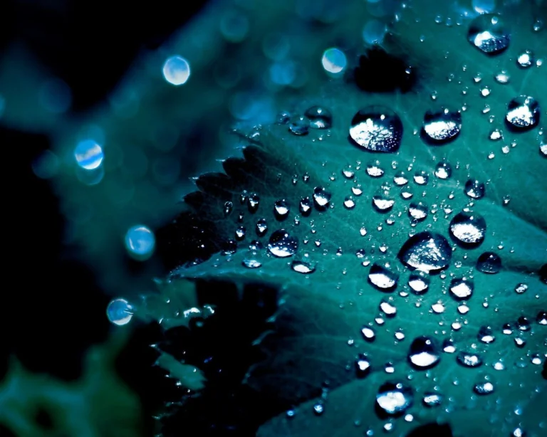 Shimmering dewdrops on an emerald leaf