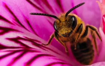 A bee on the petals of a rose