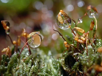 Dewdrops on forest moss in the morning light