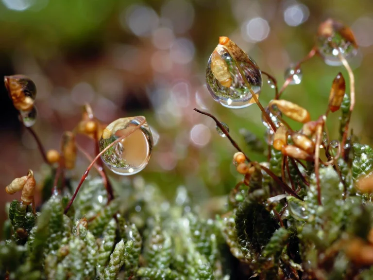 Dewdrops on forest moss in the morning light