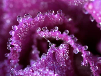 Dewdrops on the petals of ornamental cabbage