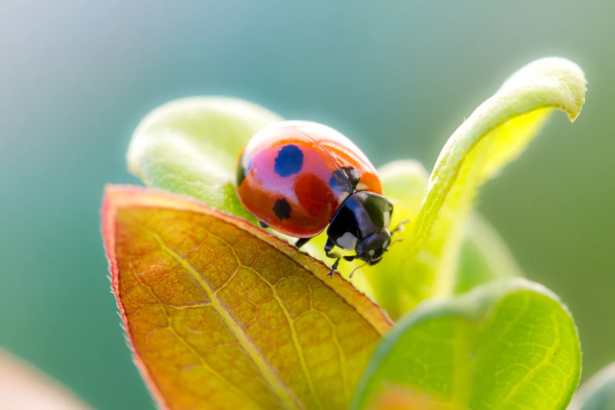 A ladybug on a bright green leaf