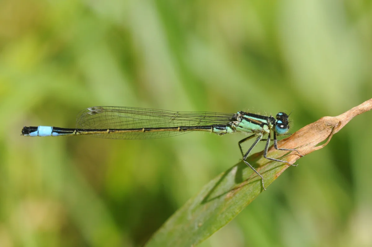 A dragonfly on a slender stem