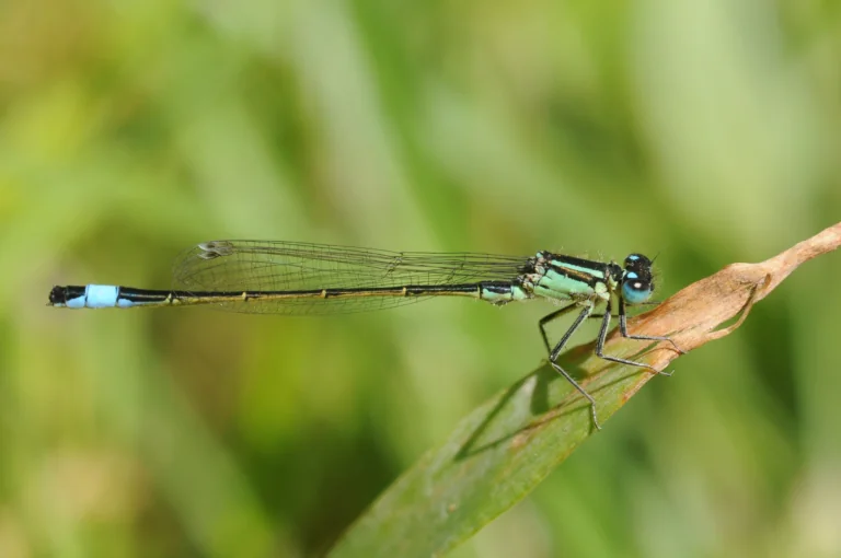 A dragonfly on a slender stem