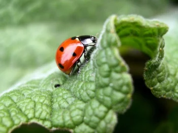 A ladybug on a curled-up green leaf
