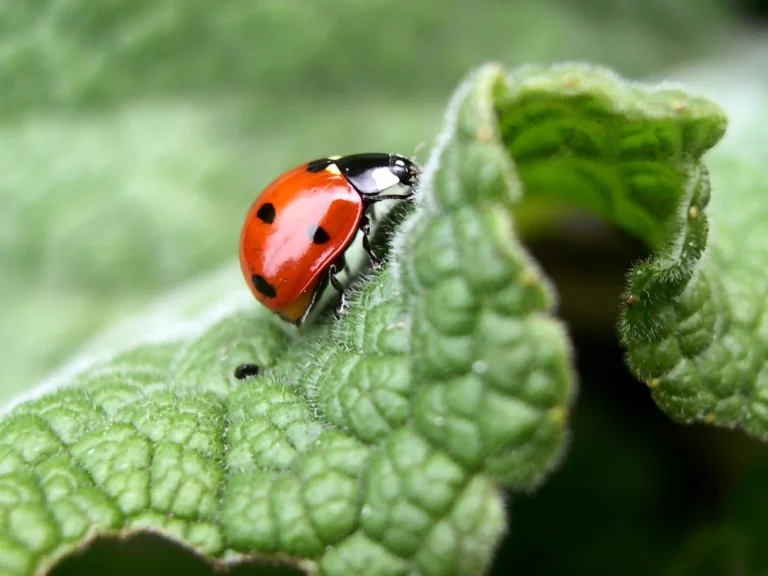 A ladybug on a curled-up green leaf
