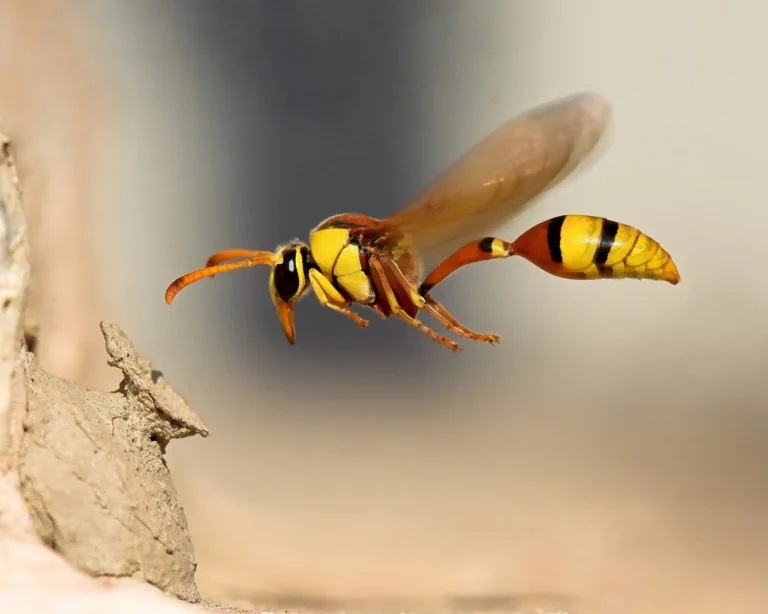 A potter wasp in flight near its clay nest