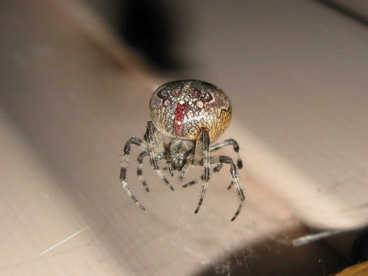 A cross spider against a light background