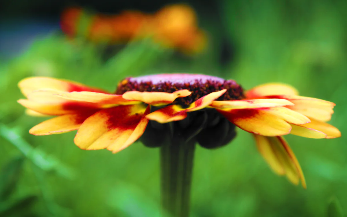 A vibrant helenium flower